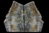 Tall, Petrified Wood Bookends - Oregon #85987-1